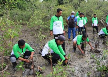 PT Timah Tbk Tanam 12.000 Mangrove di Pesisir Pantai Kundur, Cegah Abrasi sekaligus Jaga Ekosistem Pesisir