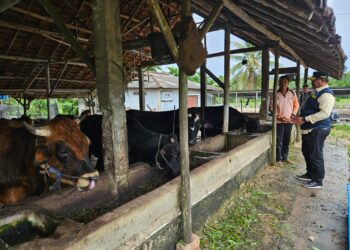 Kunjungi Peternakan Sapi, Pj Gubernur Safrizal Pastikan Stok Daging Cukup