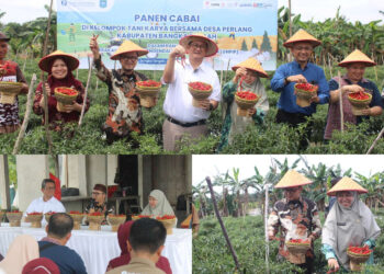 Kabupaten Bangka Tengah berkalaborasi dengan BI Panen Cabai Guna Tekan Inflasi