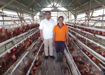 Program PUMK PT Timah Tbk, Dorong Niko Kembangkan Usaha Ayam Petelur