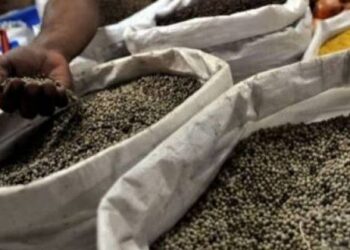 Ekspor Lada Putih Babel Mencapai 4.000 ton di 2023, Naik Tipis Dibandingkan Tahun Sebelumnya