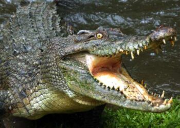 Heboh! Warga di Bangka Selatan Diterkam Buaya, Lengannya Terlihat Putus