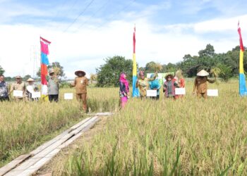 Tradisi Pesta Adat Murok Jerami Suku Mangkanau Urang Namang
