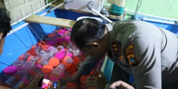 Penyelundupan 177 Ribu Benih Lobster Senilai Rp35 Miliyar di Babel Berhasil Digagalkan