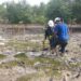Cegah Abrasi, PT Timah Kembali Tanam 2500 Pohon Mangrove di Pantai Gemuruh