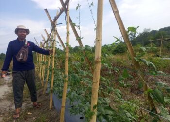 Gandeng Kelompok Tani di Desa Belo Laut, PT Timah Kelola Lahan Bekas Tambang jadi Kawasan Agroforestri