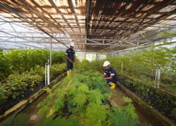 Reklamasi Lahan Bekas Tambang dengan Konsisten, PT Timah Targetkan 396,5 hektar di 2024