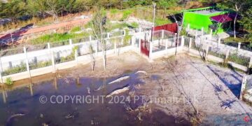 Kampoeng Reklamasi Air Jangkang PT Timah Rehabilitasi Puluhan Buaya, Tambang Ilegal Jadi Biang Rusaknya Ekosistem Reptil
