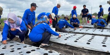 Pelatihan Budidaya Bawang Merah dari PT Timah di Belitung Timur, Jawaban Atas Persoalan yang Dihadapi Petani 