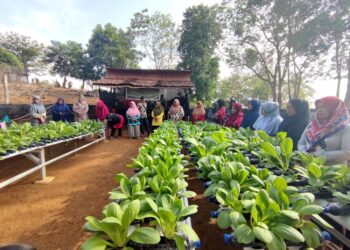Beragam Program Insiatif PT Timah Dukung Ketahanan dan Pengembangan Pertanian di Lingkar Tambang