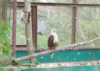 PT Timah Perkuat Komitmen dalam Konservasi Satwa untuk Kelestarian Alam