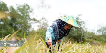 Ini Sosok Inspiratif Dibalik Suksesnya Kelompok Tani Aek Jelutung, Kembangkan Program bersama PT Timah