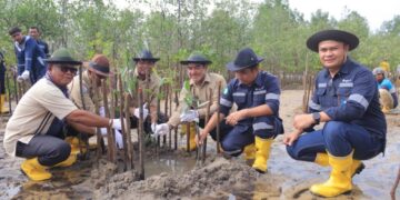 PT Timah Tbk Tanam Ribuan Mangrove di Pantai Batu Kucing, Kolaborasi dengan Masyarakat Setempat