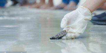 Lepas Liar Tukik Penyu Sisik di Belitung, Komitmen Grup MIND ID Lestarikan Keanekaragaman Hayati
