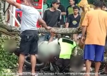 Nahas Dua Pengendara Motor Tewas Tertimpa Pohon Tumbang di Pangkalpinang