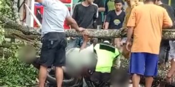 Nahas Dua Pengendara Motor Tewas Tertimpa Pohon Tumbang di Pangkalpinang