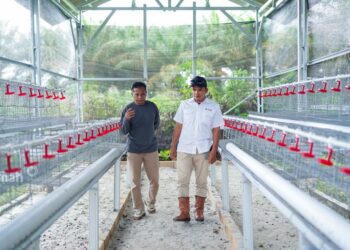Dukung Ketahanan Pangan, PT Timah Serahkan Bantuan Usaha Budidaya Ayam Petelur di Bangka Barat