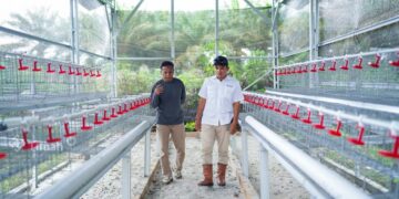 Dukung Ketahanan Pangan, PT Timah Serahkan Bantuan Usaha Budidaya Ayam Petelur di Bangka Barat