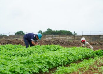 Farm Estate Tanjung Ular PT Timah, Selaraskan Program Ketahanan Pangan