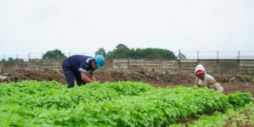 Farm Estate Tanjung Ular PT Timah, Selaraskan Program Ketahanan Pangan