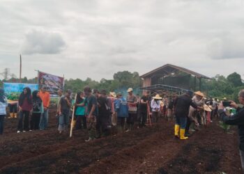 Upaya PT Timah Wujudkan Ketahanan Pangan Lewat Program Tanam Satu Juta Pohon Jagung