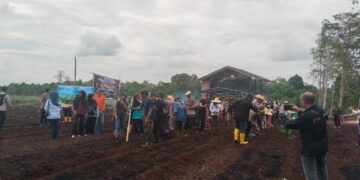 Upaya PT Timah Wujudkan Ketahanan Pangan Lewat Program Tanam Satu Juta Pohon Jagung