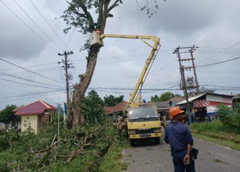 Lakukan Penebangan Pohon Berisiko di Kawasan Mentok, Upaya PT Timah Meminimalisir Kecelakaan