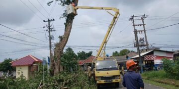 Lakukan Penebangan Pohon Berisiko di Kawasan Mentok, Upaya PT Timah Meminimalisir Kecelakaan