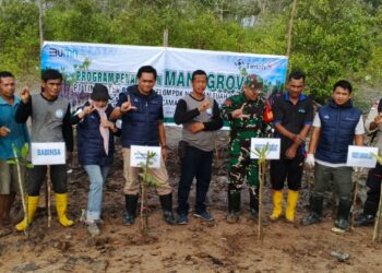 Mangrove untuk Pesisir Berkelanjutan, PT Timah Kembali Tanam Ribuan Mangrove di Desa Sawang Laut 