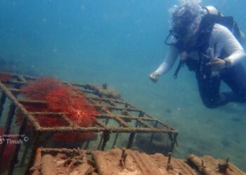 Ribuan Artificial Reef Dalam Lima Tahun Terakhir, Upaya PT Timah Jaga Ekositem Pesisir