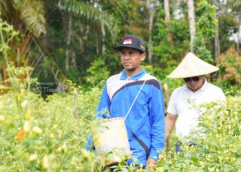 Dapat Dukungan PT Timah, Gapoktan Sinar Baru Andalkan Budidaya Cabai untuk Kesejahteran Petani