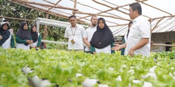 Gerakkan Program Hidroponik di Desa Sawang Laut, Upaya PT Timah Dorong Pemberdayaan Ekonomi Lokal