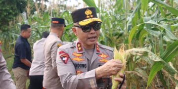 Polda Babel Panen 10 Ton Jagung di Program Ketahanan Pangan, Salah Satu Hasilnya Disalurkan untuk Bantu Amel