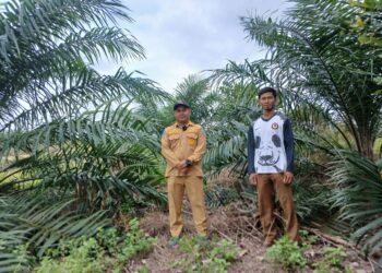 Sulap Lahan Bekas Tambang Jadi Kawasan Perkebunan, PT Timah Gandeng Pemerintah Desa Air Limau