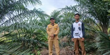 Sulap Lahan Bekas Tambang Jadi Kawasan Perkebunan, PT Timah Gandeng Pemerintah Desa Air Limau
