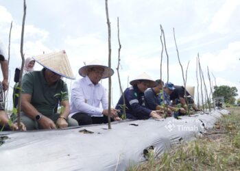 Panen Raya Bawang Merah, Apresiasi Komitmen PT Timah Dalam Wujudkan Ketahanan Pangan Daerah