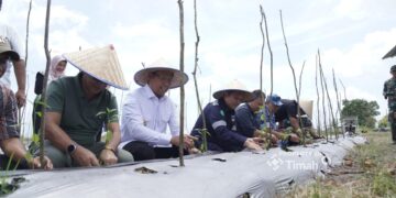 Panen Raya Bawang Merah, Apresiasi Komitmen PT Timah Dalam Wujudkan Ketahanan Pangan Daerah