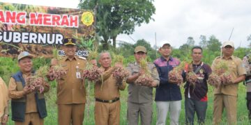 Panen Bawang di Mesu Timur, Pj Gubernur Sugito: Hortikultura juga punya potensi besar di Babel