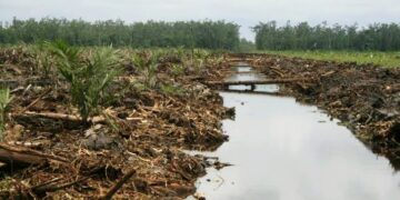 Hulu Sungai Perbatasan Desa Rias dan Bikang Diduga Ditanami Sawit, Bendungan Terancam Alami Kekeringan