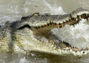 Lagi Asik Mancing, Seorang Warga Diterkam Buaya di Desa Sebagin Bangka Selatan