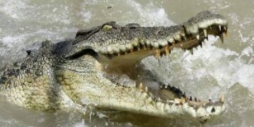 Lagi Asik Mancing, Seorang Warga Diterkam Buaya di Desa Sebagin Bangka Selatan