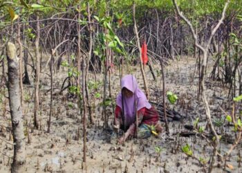Kolaborasi Jaga Ekosistem Pesisir Bersama Masyarakat, PT Timah Tbk Kembali Tanam 12 Ribu Bibit Mangrove