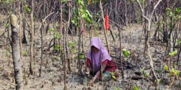 Kolaborasi Jaga Ekosistem Pesisir Bersama Masyarakat, PT Timah Tbk Kembali Tanam 12 Ribu Bibit Mangrove