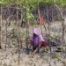 Kolaborasi Jaga Ekosistem Pesisir Bersama Masyarakat, PT Timah Tbk Kembali Tanam 12 Ribu Bibit Mangrove