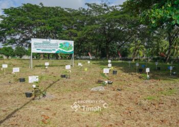 PT Timah Tanam 1500 Pohon Angsana di Taman Energi Balai Karya, Kolaborasi dengan METI-PLN