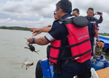 PT Timah Tbk Tebar 300 Bibit Kepiting Bakau