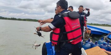 PT Timah Tbk Tebar 300 Bibit Kepiting Bakau