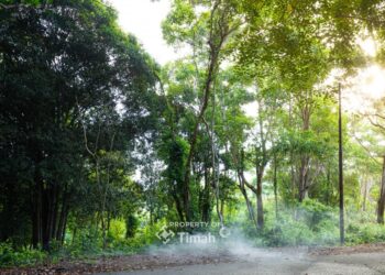 Konservasi Hutan Kehati, Komitmen PT Timah Upayakan Keberlanjutan