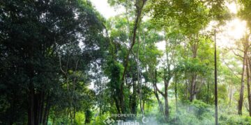 Konservasi Hutan Kehati, Komitmen PT Timah Upayakan Keberlanjutan