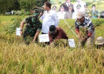 Tradisi Murok Jerami di Desa Namang, Algafry Antusias Sambut Dimulainya Panen Raya Padi